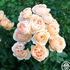 Beautiful Dreamer™