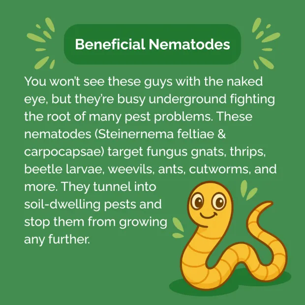 Beneficial Insect Subscription