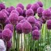 Drumstick Allium