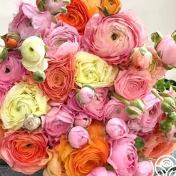 Elegance Pastello La Dolce Vita Mix