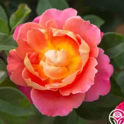 Fruity Petals™