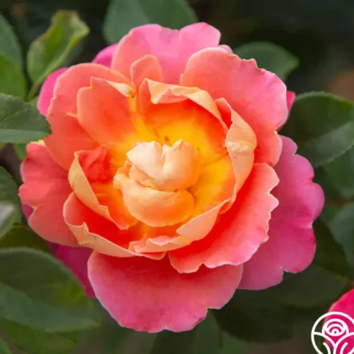 Fruity Petals™