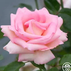 La Fleurette