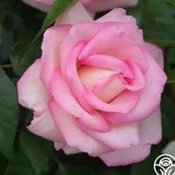 La Fleurette