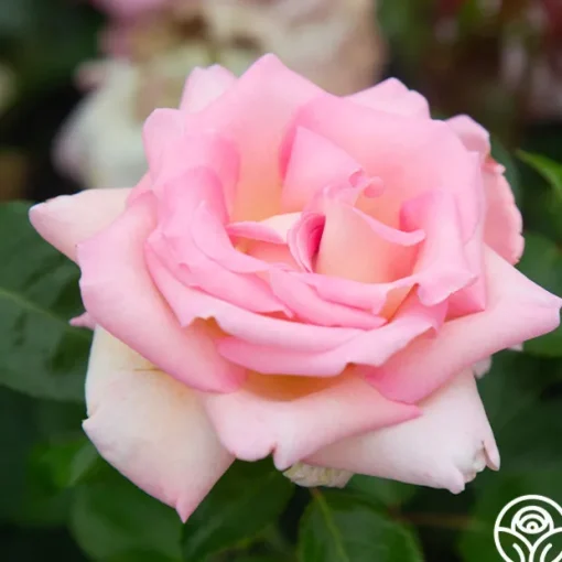 La Fleurette