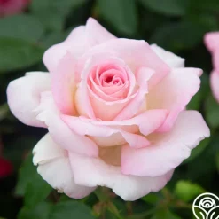 La Fleurette