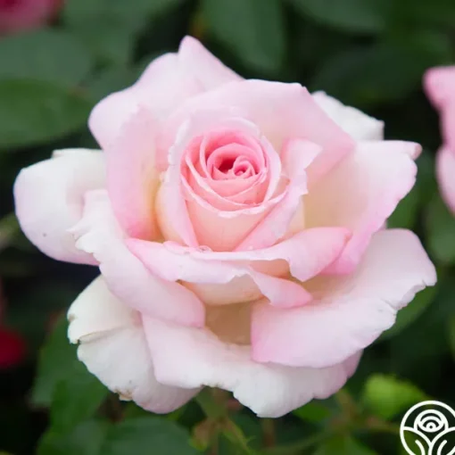 La Fleurette