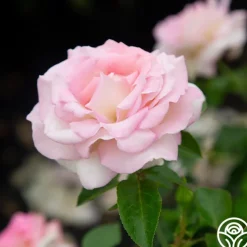 La Fleurette