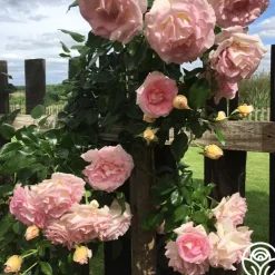 La Fleurette