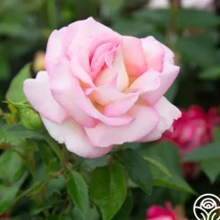 La Fleurette