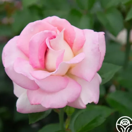 La Fleurette