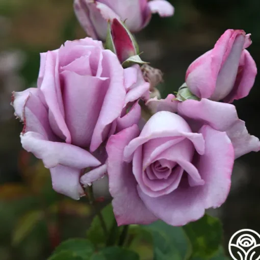 Mme Violet
