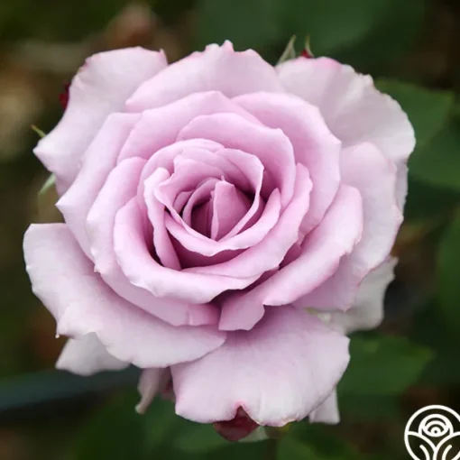 Mme Violet