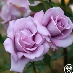 Mme Violet