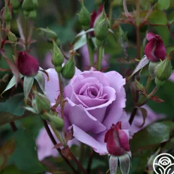 Mme Violet