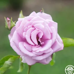 Mme Violet