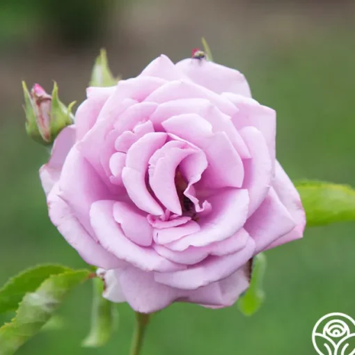 Mme Violet