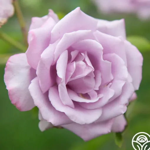 Mme Violet