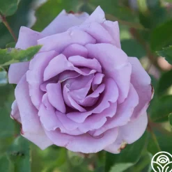 Mme Violet