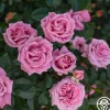 Perfumed Kiss®