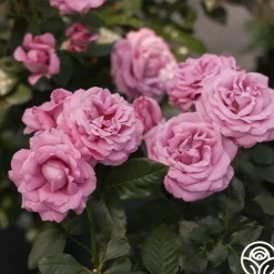 Perfumed Kiss®