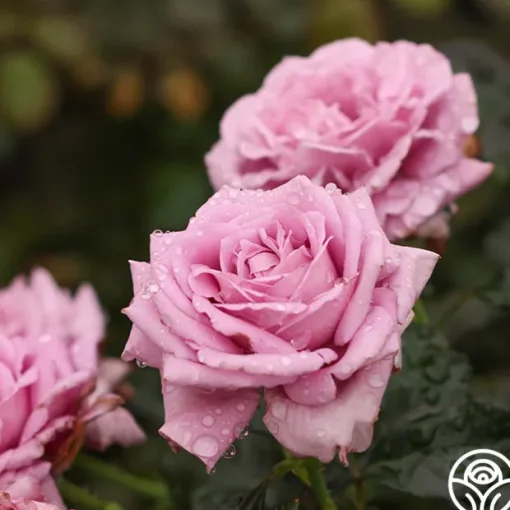 Perfumed Kiss®