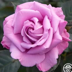 Perfumed Kiss®