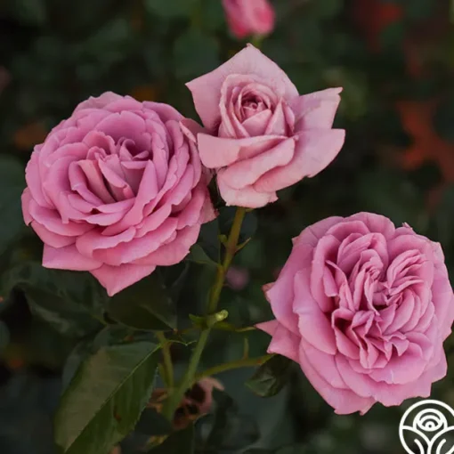 Perfumed Kiss®