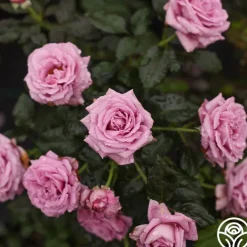 Perfumed Kiss®