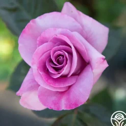 Perfumed Kiss®