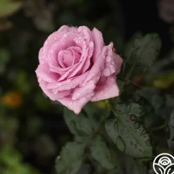 Perfumed Kiss®