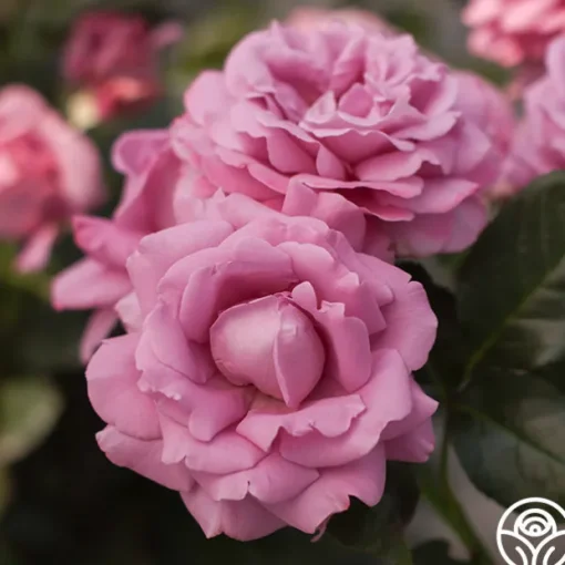 Perfumed Kiss®