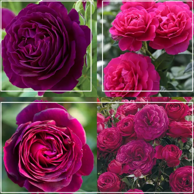 Romantic Bouquet Collection