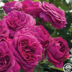 Romantic Bouquet Collection