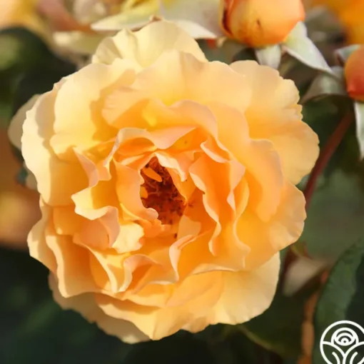 Royal Amber™