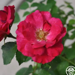Ruby Vigorosa®