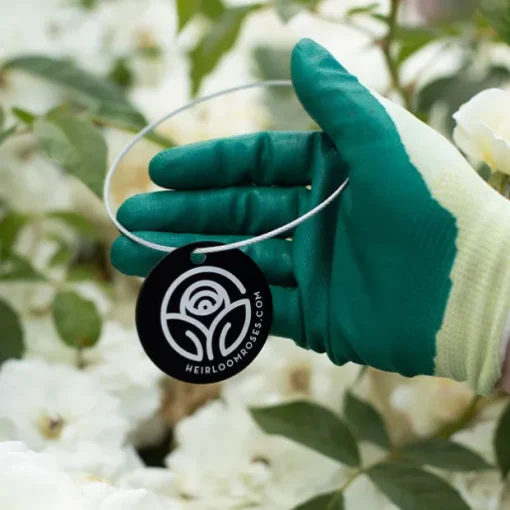 White Dawn® Tag